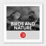 Birds and Nature WAV