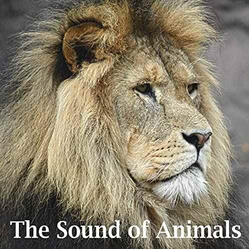 The Sound of Animals WAV