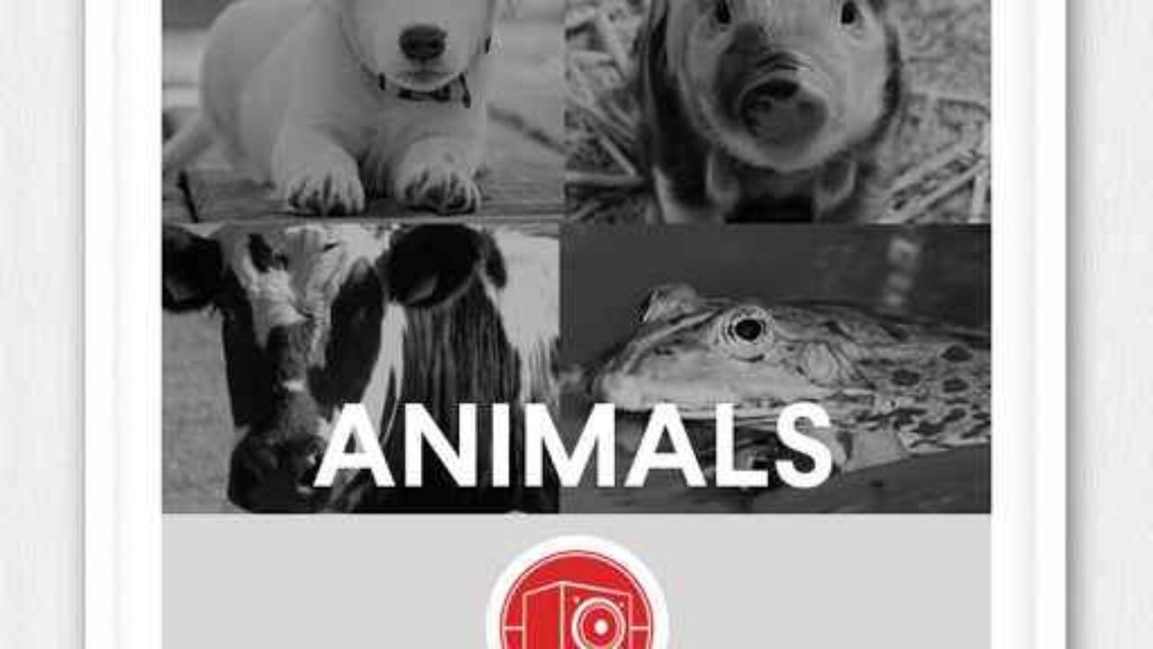 Download Big Room Sound Animals WAV-FANTASTiC MaGeSY ยฎโขโญ Download Big Room Sound Animals WAV-FANTASTiC MaGeSY ยฎโขโญ