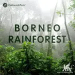 Borneo Rainforest WAV-FANTASTiC
