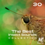 30 The Best Insect Sounds Effects FLAC-FANTASTiC 30 The Best Insect SFX FANTASTiC | 13 July 2026 | 707...